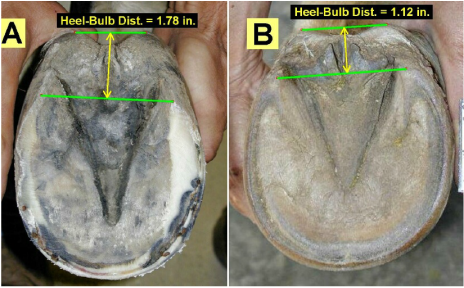Common Problems For Horses Hoofs | Blue Cross